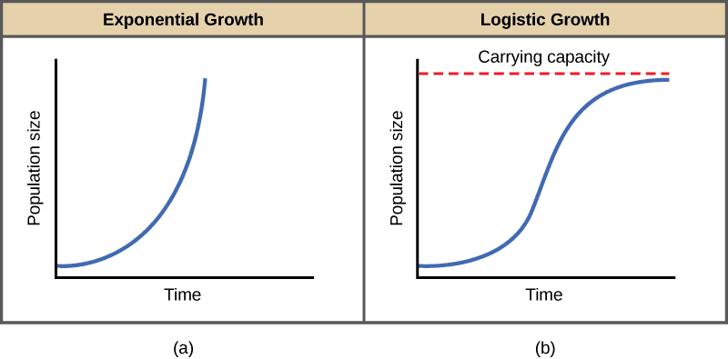 Two population growth curves side by side: Left shows J-shaped exponential growth curve rising steeply upward; Right shows S-shaped logistic growth curve that levels off at carrying capacity (K), with clear labels for lag phase, exponential phase, and equilibrium phase