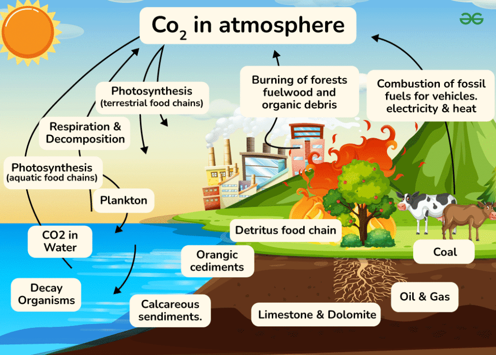 Comprehensive diagram showing carbon reservoirs (atmosphere, oceans, vegetation, soils, fossil fuels) connected by arrows indicating carbon fluxes. Numbers show approximate carbon amounts in gigatons and annual transfer rates between reservoirs