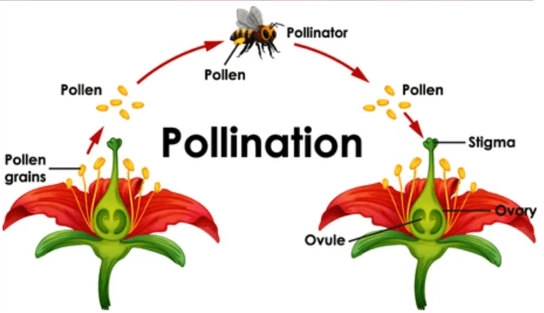 Comparison chart showing adaptations of flowers for different pollination methods with examples
