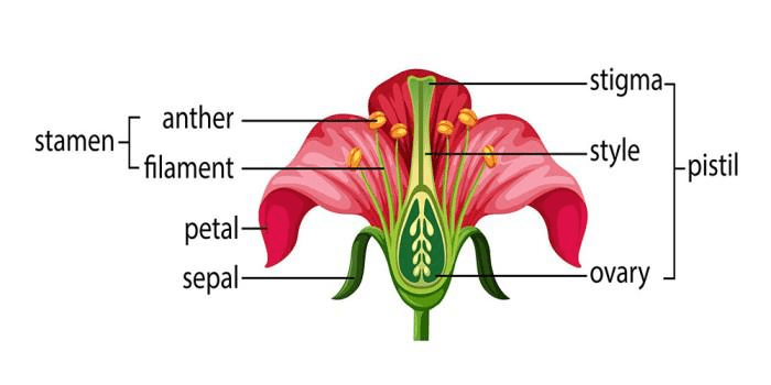Cross-section of a complete flower showing all four whorls with detailed labeling of reproductive parts