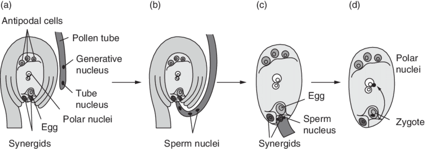 Detailed embryo sac structure showing the arrangement of all seven cells and eight nuclei