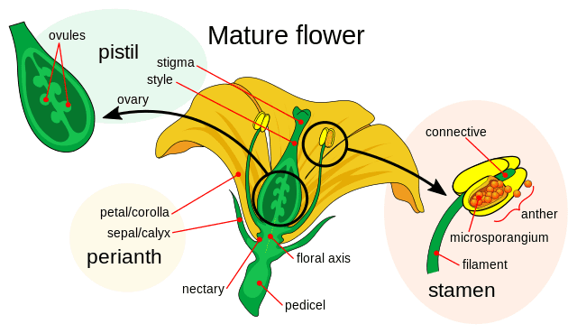 Sequential illustration of double fertilization process showing pollen tube growth and both fusion events