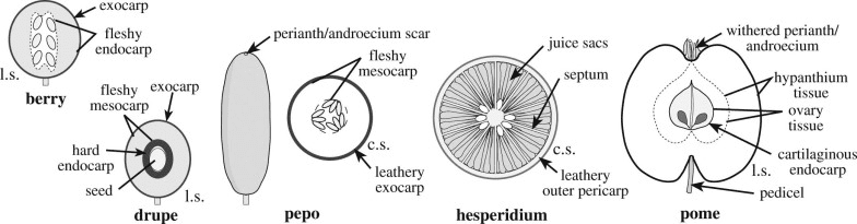 Cross-sections of different fruit types showing their developmental origins