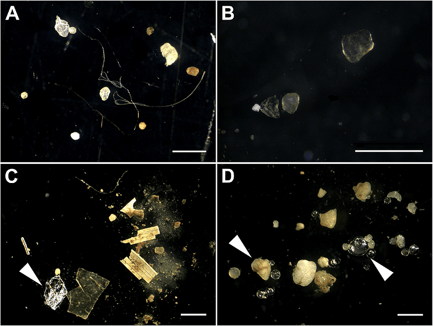 Collection of microscopic images displaying different microplastic types found in marine, terrestrial, and food environments, with scale references and a flowchart illustrating microplastic movement through food webs from primary producers to top predators.