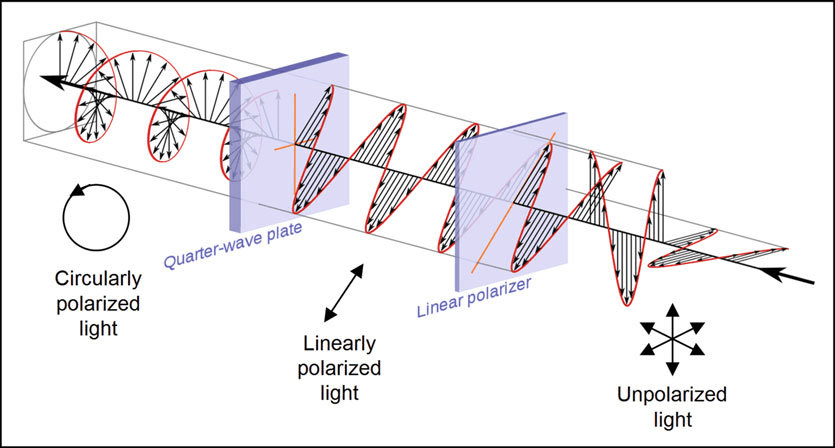 Unpolarized light showing random orientations vs linearly polarized light showing single orientation