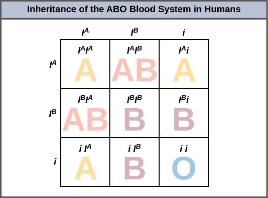 ABO blood group inheritance chart showing all possible crosses and offspring