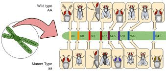 Genetic map showing relative positions of linked genes with recombination frequencies and map units marked
