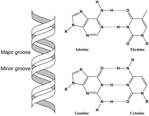 DNA double helix showing antiparallel strands, base pairing (A-T, G-C), major and minor grooves, and measurements (3.4 Å between bases, 34 Å per complete turn)