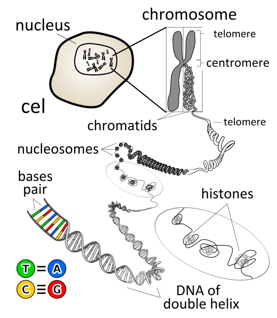 Hierarchical DNA packaging from double helix to metaphase chromosome showing nucleosomes, chromatin fiber, and condensation levels