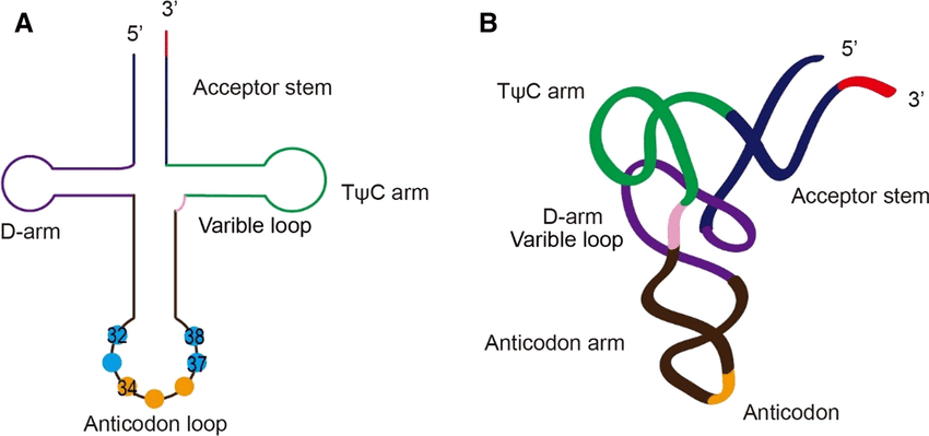tRNA cloverleaf structure showing anticodon loop, amino acid attachment site, D arm, TψC arm, and modified bases