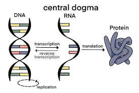 Central dogma showing DNA replication, transcription to RNA, and translation to protein, with reverse transcription as exception