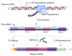 Eukaryotic mRNA processing showing primary transcript with exons/introns, capping, splicing, and polyadenylation to produce mature mRNA