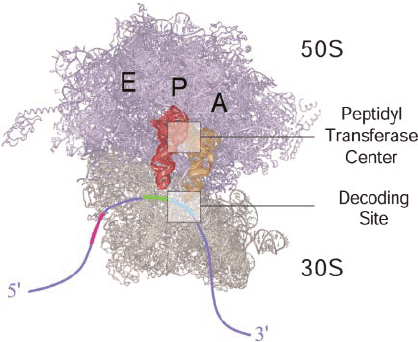 Ribosome structure showing large and small subunits, A/P/E sites, mRNA binding groove, and tRNA positions