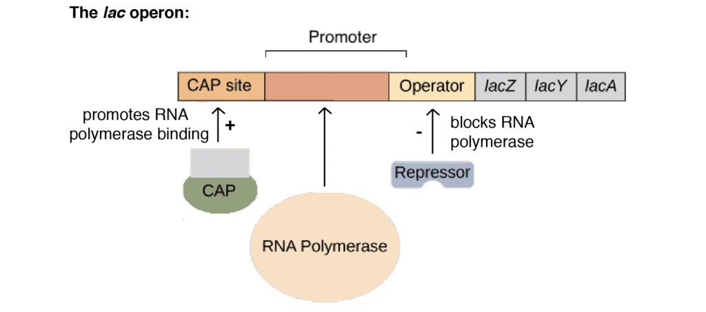  lac operon showing promoter, operator, structural genes, and regulatory protein binding sites in both induced and repressed states