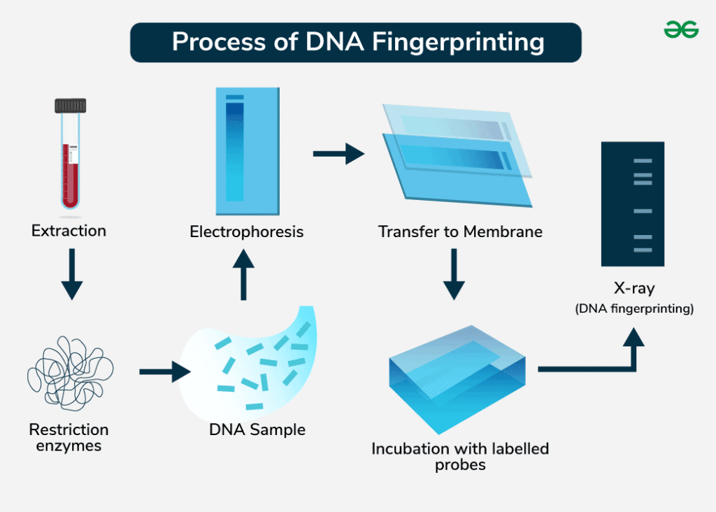 DNA fingerprinting process showing sample collection, PCR amplification, gel electrophoresis, and banding pattern analysis
