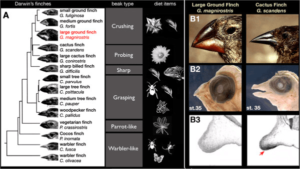 Darwin's finches showing different beak shapes and their corresponding food sources and feeding behaviors