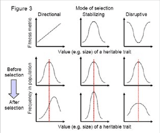 Three graphs showing different selection patterns with before/after trait distributions for directional, stabilizing, and disruptive selection