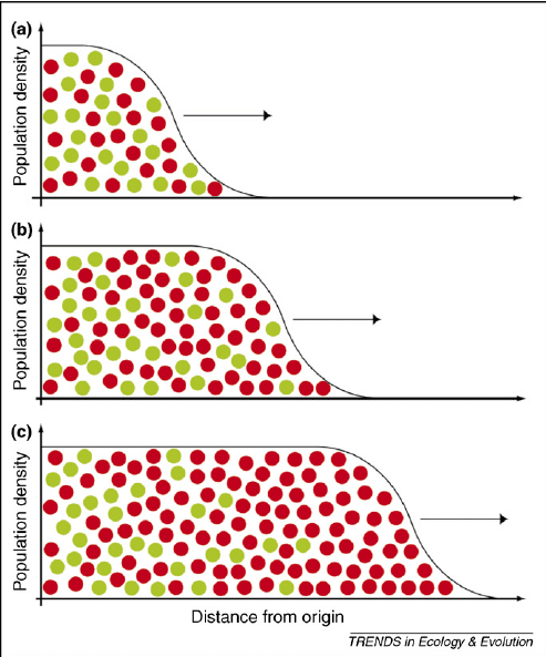 Comparison of genetic drift effects in large vs. small populations over multiple generations, showing greater fluctuation in small populations