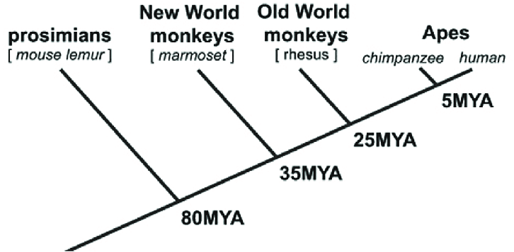 Primate phylogenetic tree showing relationships between prosimians, New World monkeys, Old World monkeys, and apes, with estimated divergence times