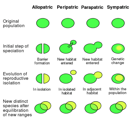 Allopatric speciation process showing geographic separation leading to genetic divergence and eventual reproductive isolation