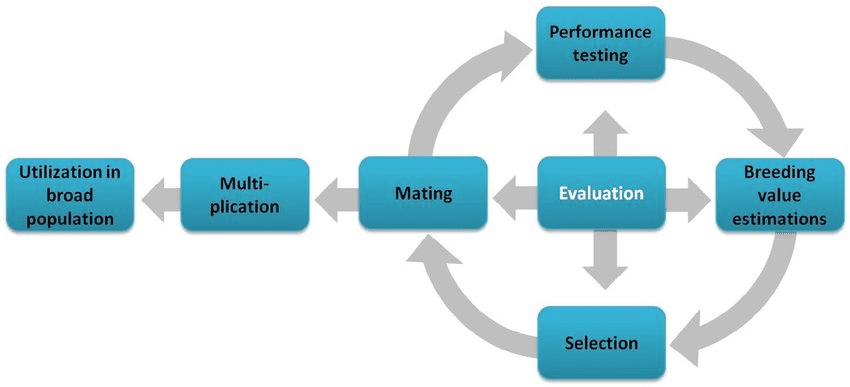 Conservation breeding program flowchart showing genetic diversity assessment, breeding decisions, and population management strategies