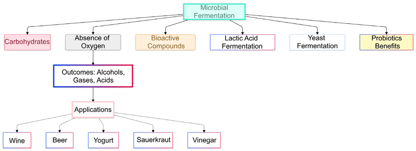 Fermentation process flowchart showing substrate → microorganism → fermentation conditions → end products for different food applications