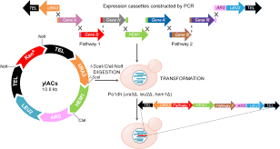 Structure of a YAC showing telomeres, centromere, origin of replication, and selectable markers, with a large genomic DNA insert