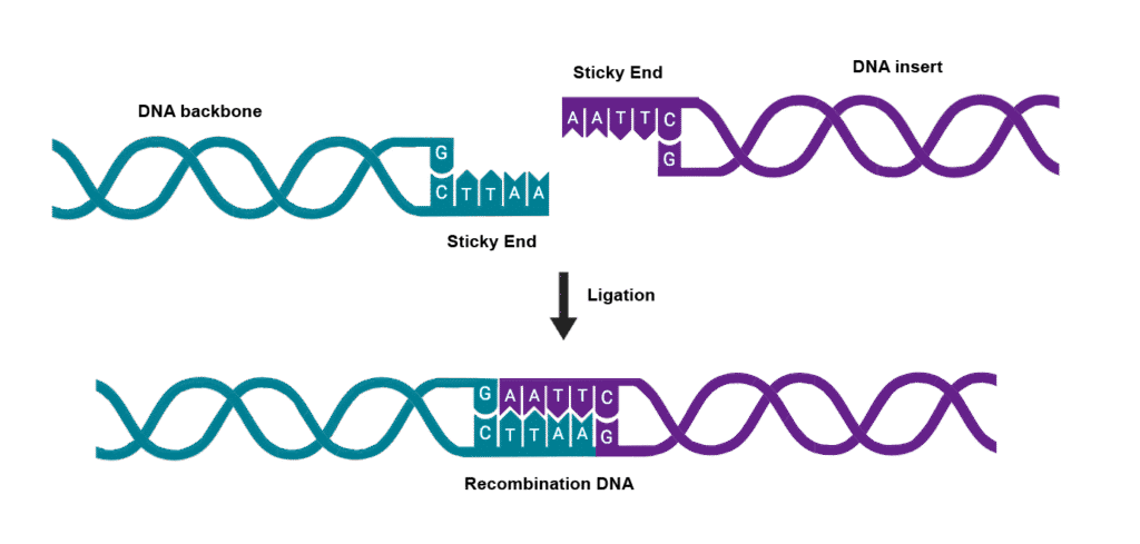 DNA ligase action showing the formation of phosphodiester bonds between adjacent DNA fragments with compatible sticky ends
