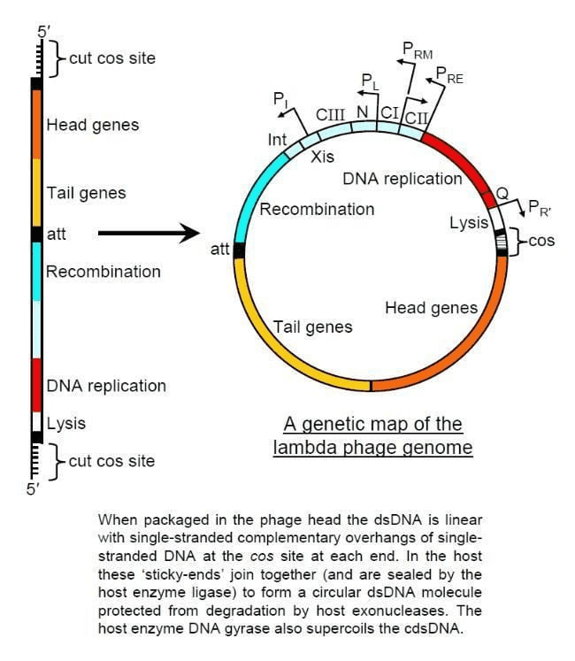 Structure of lambda phage vector showing essential and non-essential regions, with non-essential regions replaced by foreign DNA insert