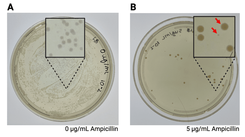 Petri plate showing bacterial colonies growing on ampicillin medium, demonstrating positive selection for transformed cells carrying an ampicillin resistance gene
