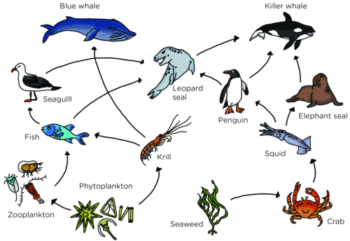 Food web in a pond ecosystem showing multiple feeding relationships between phytoplankton, zooplankton, small fish, large fish, aquatic insects, frogs, and decomposers with arrows indicating energy flow directions