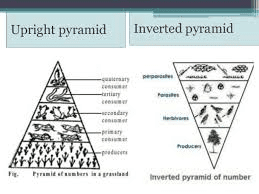Both upright and inverted pyramids of numbers showing relative sizes of trophic levels with actual numbers from grassland and forest ecosystems