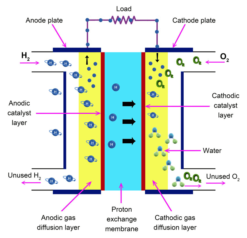 Hydrogen Fuel Cell showing proton exchange membrane, catalyst layers, and gas flow patterns