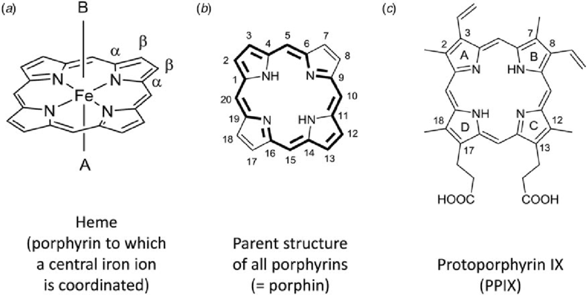 Structure of hemoglobin showing the iron center coordinated to the porphyrin ring and histidine residue, with oxygen binding site