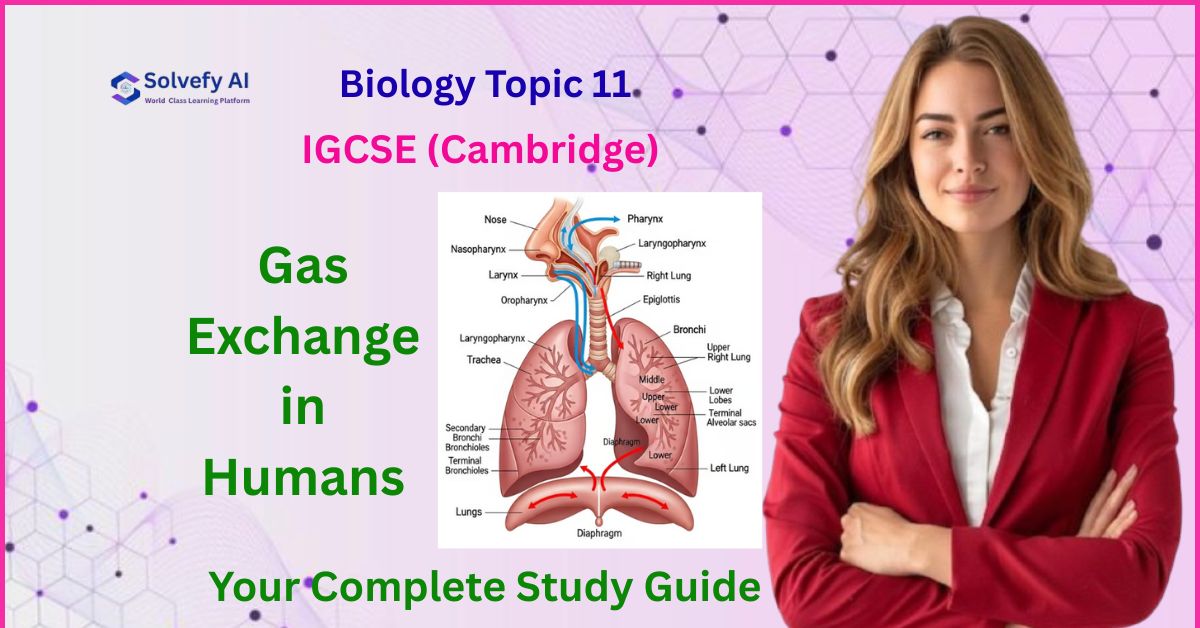 Gas Exchange in Humans | IGCSE Biology Topic 11 Complete Guide