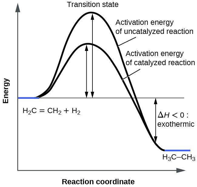 Energy profile comparing catalyzed vs uncatalyzed reactions, showing lower activation energy with catalyst