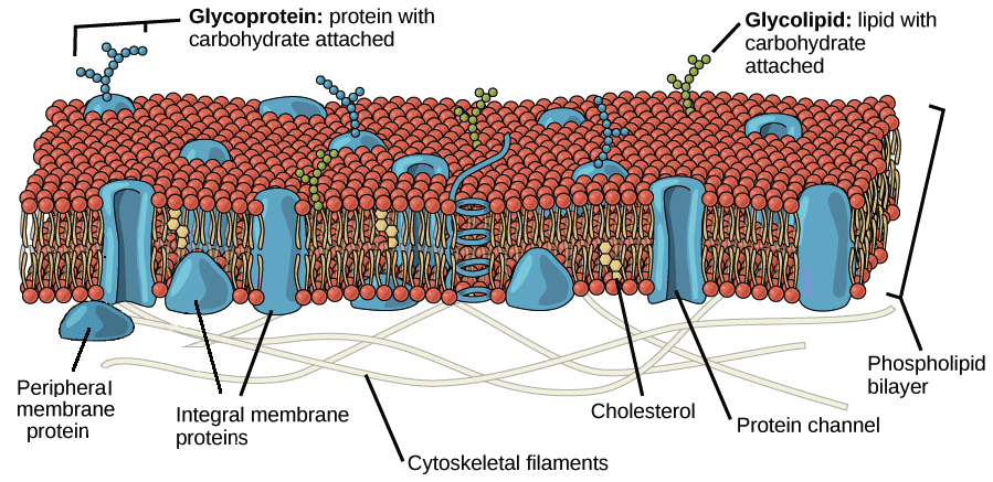 Cross-section of cell membrane showing phospholipid bilayer, embedded proteins, and various molecules attempting to cross