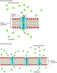 Diffusion across cell membrane showing particles moving from high to low concentration with arrows indicating direction of movement
