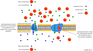 Facilitated diffusion showing glucose molecules using transport proteins to cross membrane