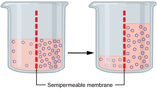 Osmosis demonstration showing water movement across membrane with different solute concentrations on each side