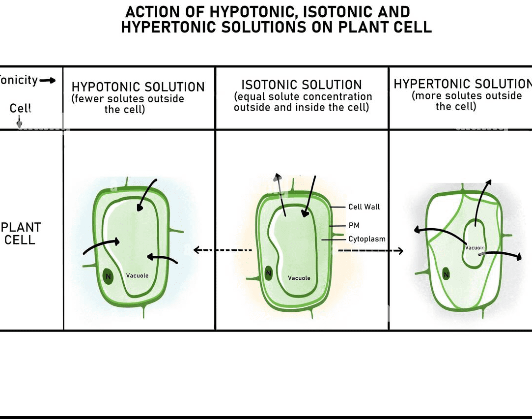Comparison of turgid and plasmolysed plant cells showing cell membrane position relative to cell wall