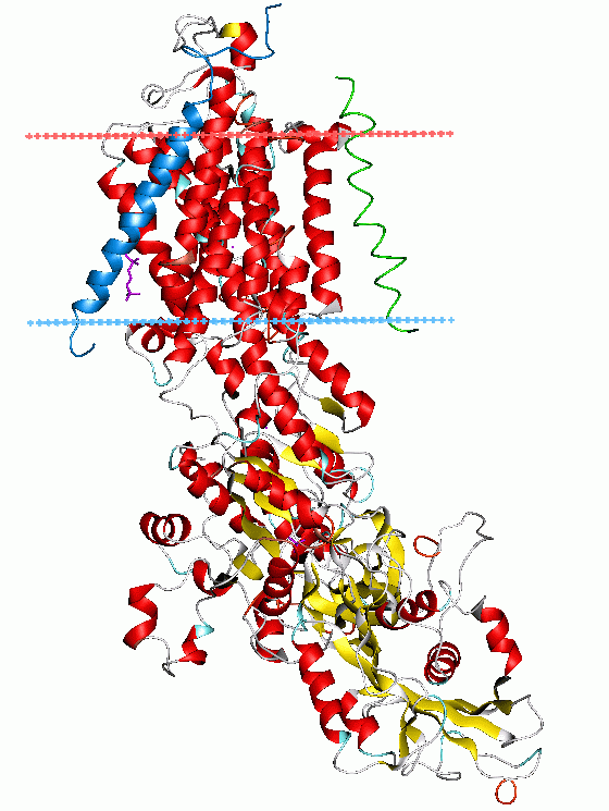 Active transport showing sodium-potassium pump with ATP being used to move ions against concentration gradients