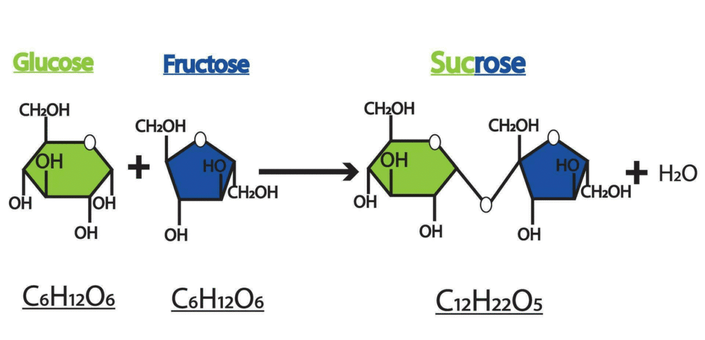 Molecular structures showing glucose, sucrose formation, and starch polymer chain with glycosidic bonds highlighted