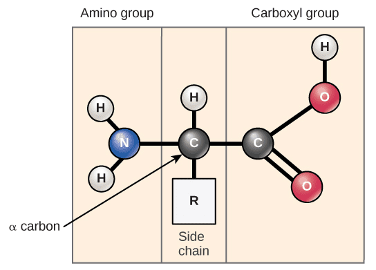 General amino acid structure showing amino group, carboxyl group, and variable R group attached to central carbon