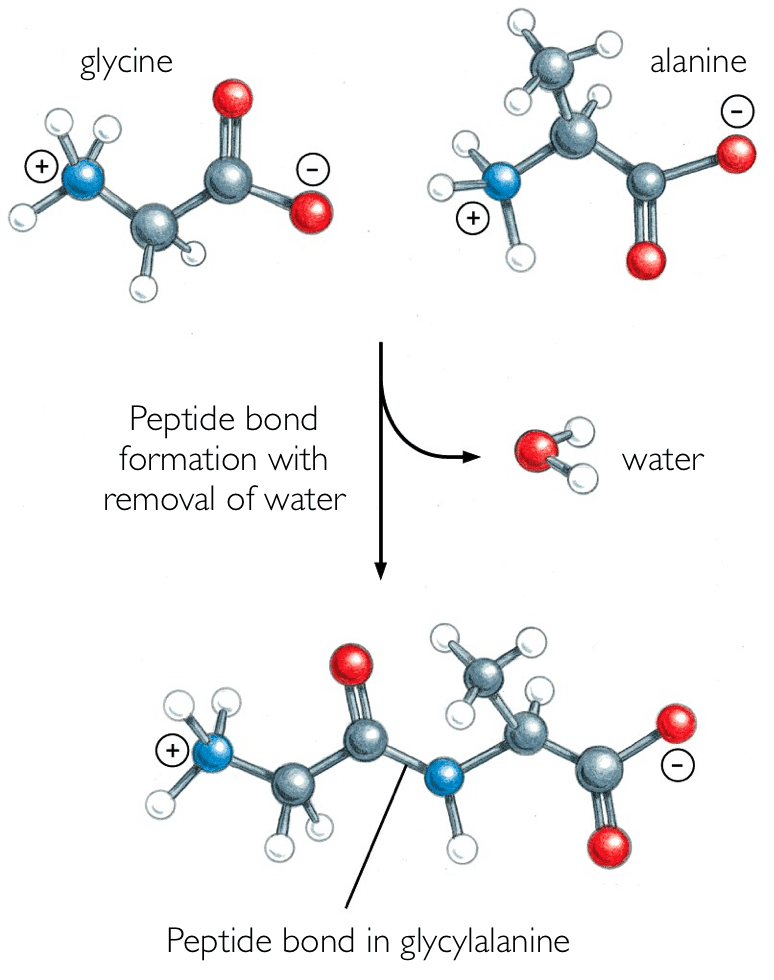 Peptide bond formation showing condensation reaction between two amino acids, with water molecule being eliminated