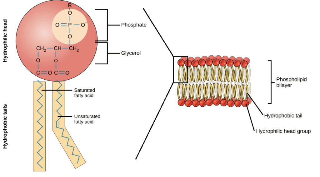 Triglyceride structure showing glycerol backbone with three fatty acid chains, and phospholipid structure showing hydrophilic head and hydrophobic tails