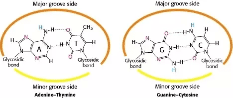 DNA double helix structure showing base pairing (A-T, G-C), sugar-phosphate backbone, and major/minor grooves