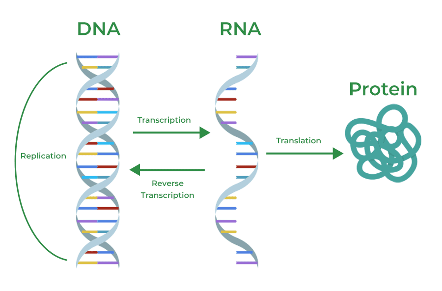 Flowchart showing central dogma of molecular biology: DNA → RNA → Proteins, with feedback loops and regulation