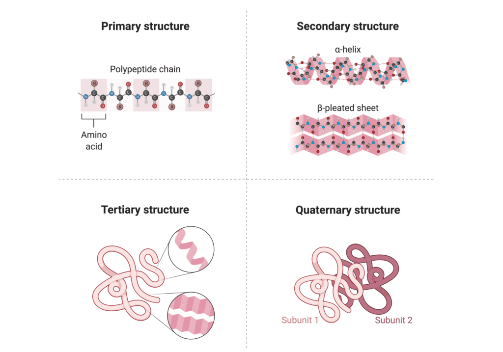 Four levels of protein structure showing primary (amino acid sequence), secondary (alpha helixes and beta sheets), tertiary (3D folding), and quaternary (multiple protein chains) structures