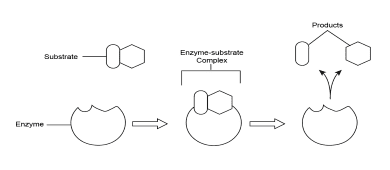 Step-by-step formation of enzyme-substrate complex showing: 1) Free enzyme and substrate, 2) Initial binding, 3) Enzyme-substrate complex, 4) Product formation, 5) Product release and enzyme recycling